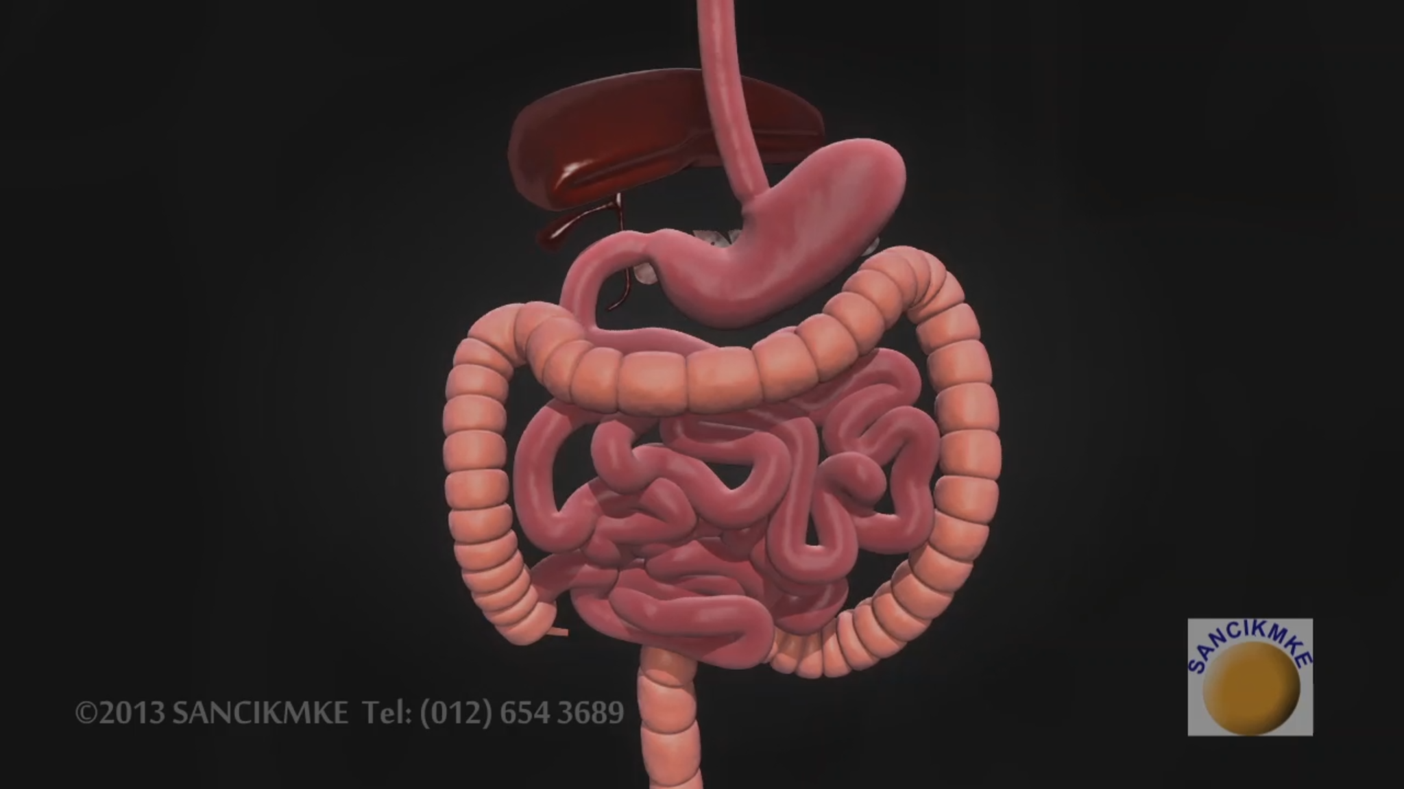 3D Medical Animation - Human Digestive System - Centre for Informatics,  Knowledge Management and Knowledge Economy (CIKMKE) 