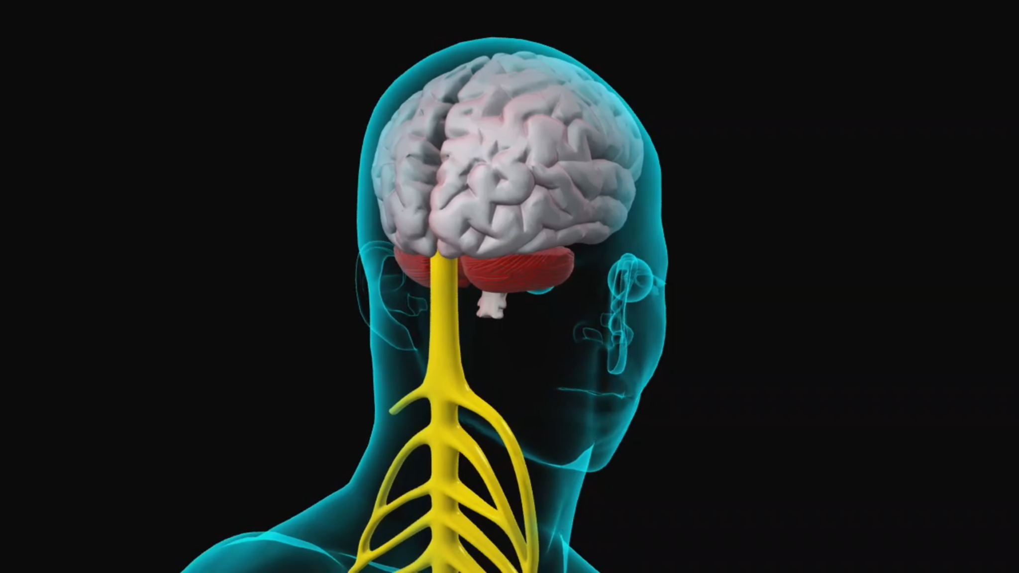 3D Medical Animation - Human Nervous System - Centre for Informatics