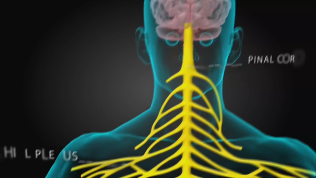 3D Medical Animation - Human Nervous System - Centre for Informatics,  Knowledge Management and Knowledge Economy (CIKMKE) 