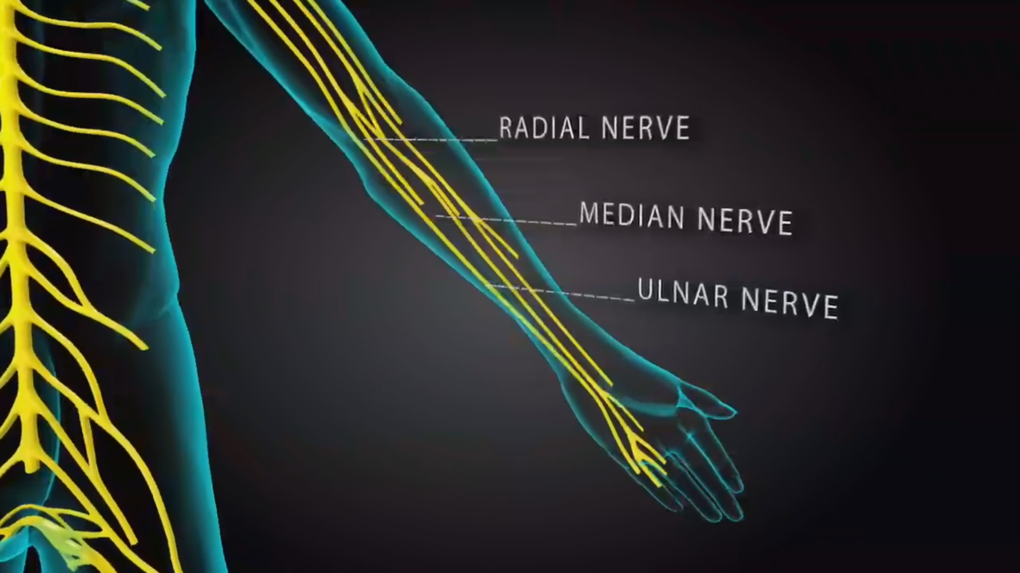 3D Medical Animation – Human Nervous System – Centre for Informatics ...