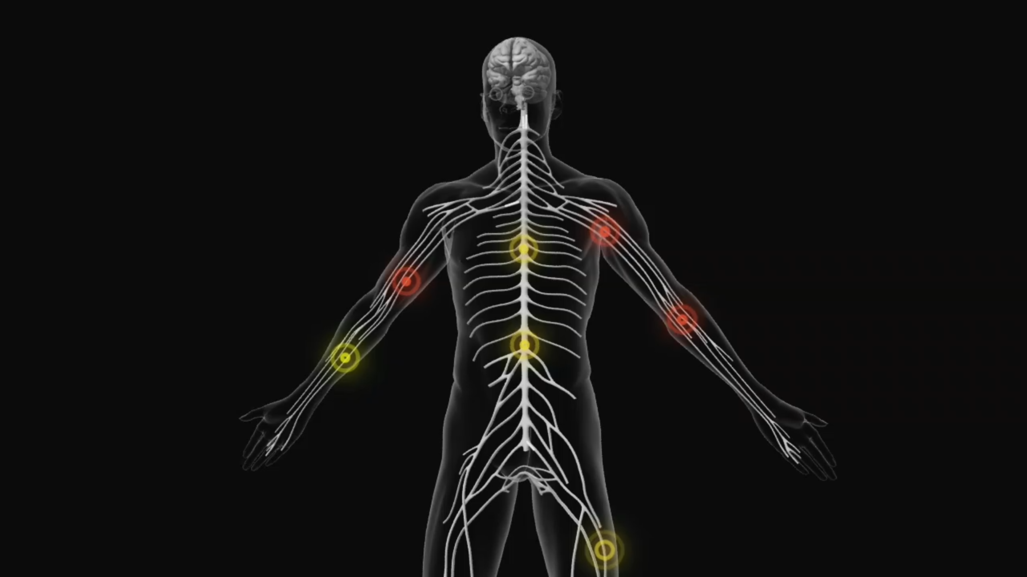 3D Medical Animation Human Nervous System Centre for Informatics