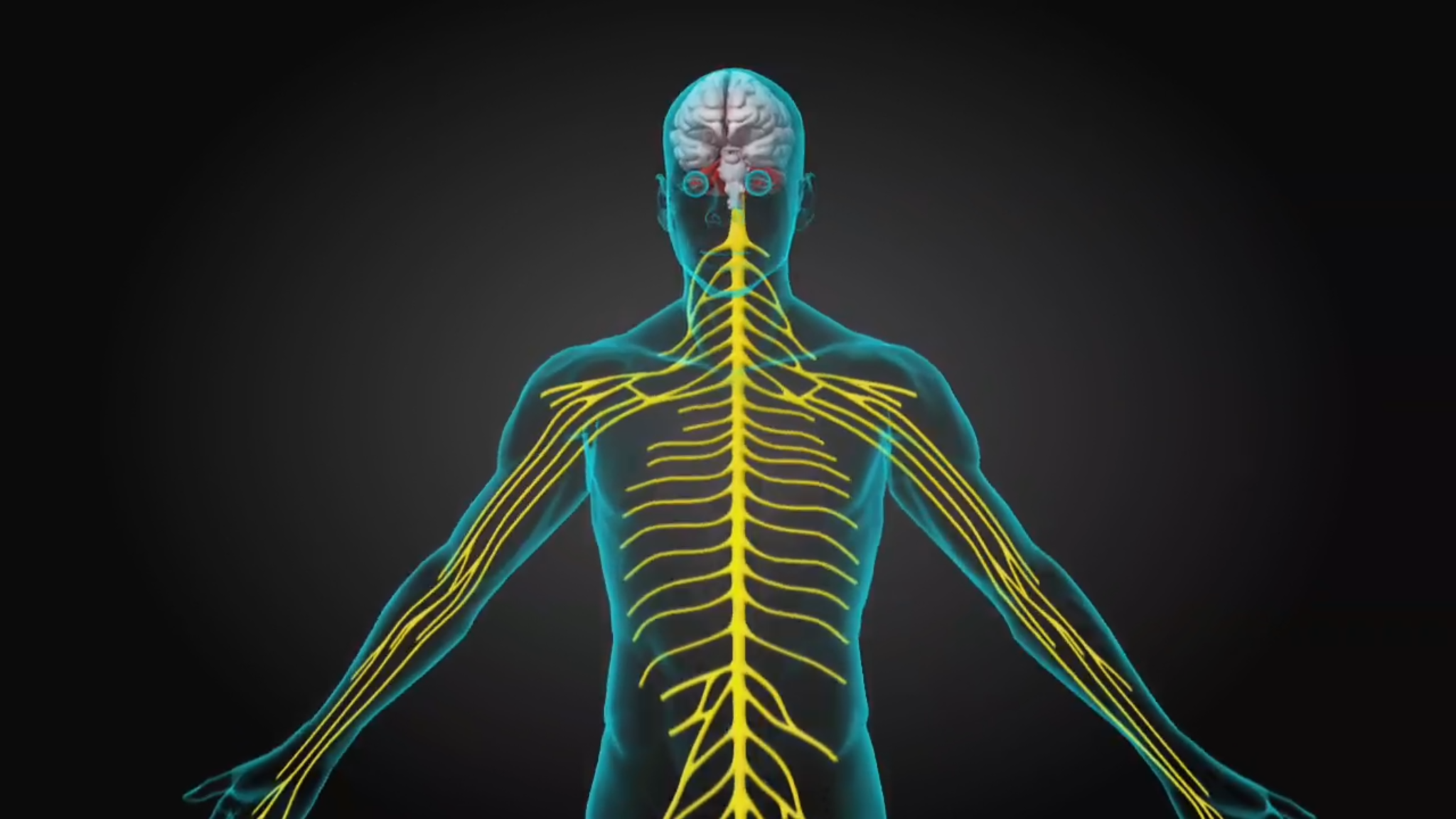 3D Medical Animation Human Nervous System Centre for Informatics