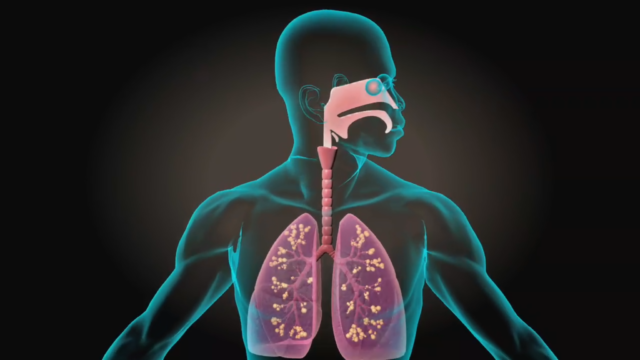 3D Medical Animation – Respiratory System – Centre For Informatics ...